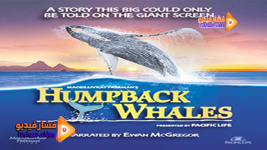 مشاهدة فيلم Humpback Whales 2015 مترجم