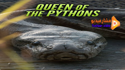 مشاهدة فيلم Queen of the Pythons 2019 مترجم