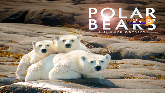مشاهدة فيلم Polar Bears A Summer Odyssey 2012 مترجم