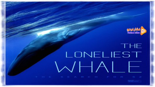 مشاهدة فيلم The Loneliest Whale: the Search for 52 2021 مترجم