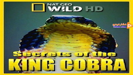 مشاهدة فيلم Secrets of the King Cobra 2010 مترجم