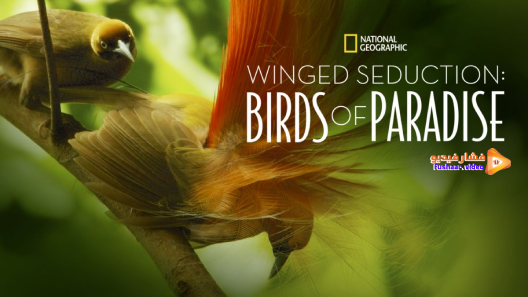 مشاهدة فيلم Winged Seduction: Birds of Paradise 2012 مترجم