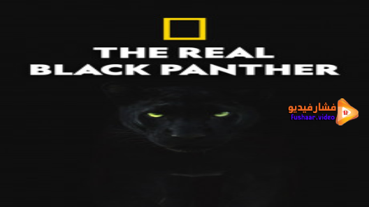 The Real Black Panther 2020