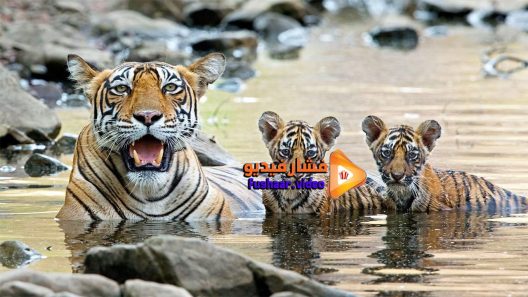 مشاهدة فيلم Growing Up Wild 2016 مترجم