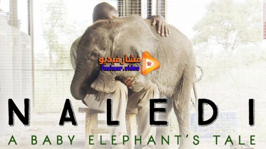 مشاهدة فيلم Naledi A Baby Elephant’s Tale 2016 مترجم