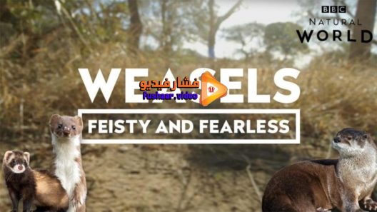 مشاهدة فيلم Weasels Feisty and Fearless 2019 مترجم